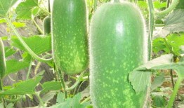 广西大瓜爆料视频最新一期,揭秘惊人内幕，真相令人震惊！