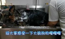 狼狗最新爆料视频,揭秘神秘事件内幕