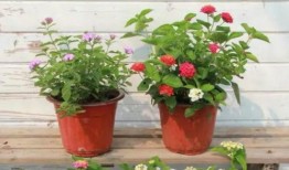 宿州小三爆料视频曝光最新,真相揭露，家庭伦理再引关注